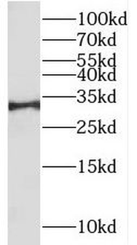 RALYL Antibody