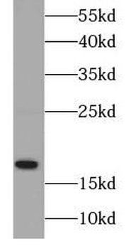 RAMP1 Antibody