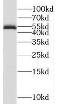 RAMP3 Antibody