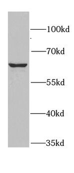 RANGAP1 Antibody