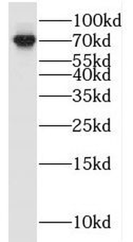 RAPGEF5 Rabbit Polyclonal Antibody