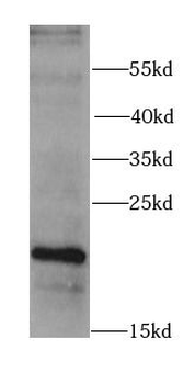 RARRES2 Antibody
