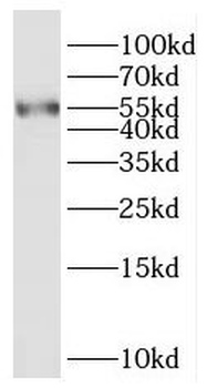 RASGEF1A Rabbit Polyclonal Antibody