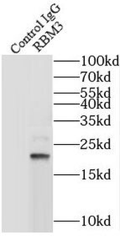 RBM3 Rabbit Polyclonal Antibody