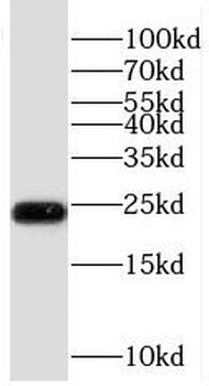 RBM8A Antibody