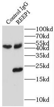 REEP1 Antibody