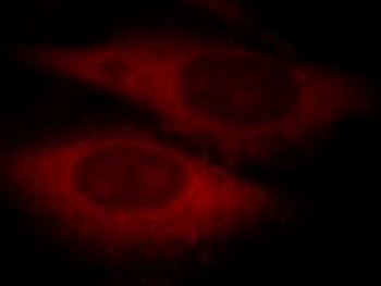 RELB Rabbit Polyclonal Antibody