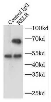 RELB Rabbit Polyclonal Antibody