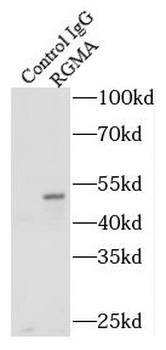 RGMA Antibody