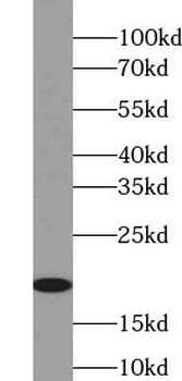 RHOC Rabbit Polyclonal Antibody