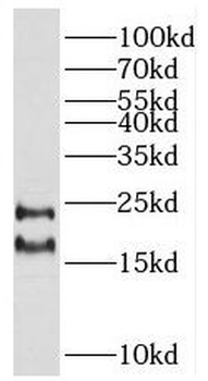 RHOF Rabbit Polyclonal Antibody