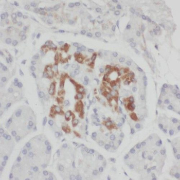 RIC8A Rabbit Polyclonal Antibody