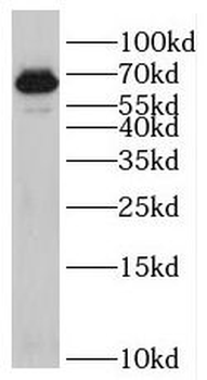 RIC8B Rabbit Polyclonal Antibody