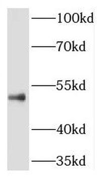 RILPL1 Rabbit Polyclonal Antibody
