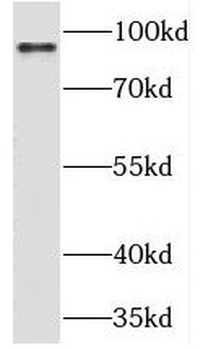 RIN1 Rabbit Polyclonal Antibody