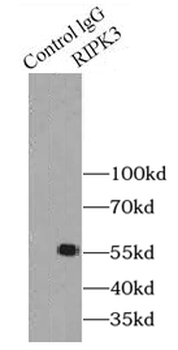 RIPK3 Antibody