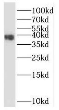 CLVS2 Rabbit Polyclonal Antibody