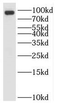 RNF10 Rabbit Polyclonal Antibody