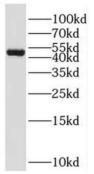 RNF135 Antibody