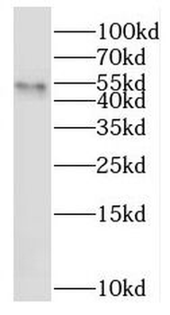 RNF25 Antibody