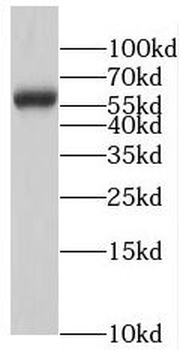 RNF8 Rabbit Polyclonal Antibody