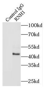 RNH1 Rabbit Polyclonal Antibody