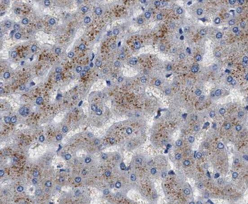 RNH1 Rabbit Polyclonal Antibody
