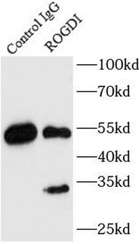 ROGDI Rabbit Polyclonal Antibody