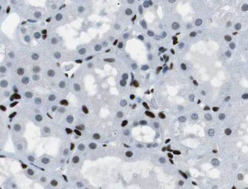 ROGDI Rabbit Polyclonal Antibody
