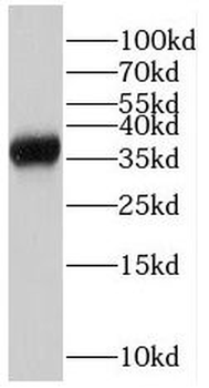 RPAIN Antibody
