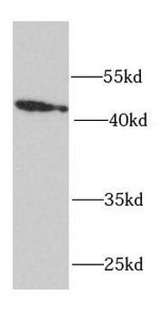 RPH3AL Rabbit Polyclonal Antibody