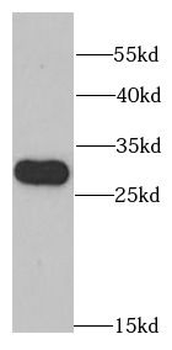 RPL13 Rabbit Polyclonal Antibody