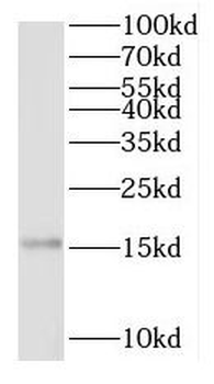 RPL28 Rabbit Polyclonal Antibody