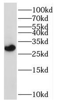 RPL7 Rabbit Polyclonal Antibody