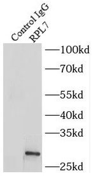 RPL7 Rabbit Polyclonal Antibody