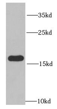RPS14 Antibody