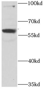 RPS6KL1 Rabbit Polyclonal Antibody