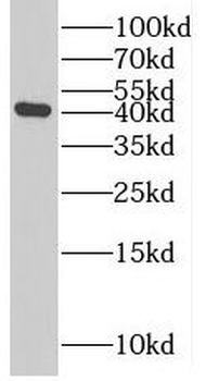 RRP7A Rabbit Polyclonal Antibody