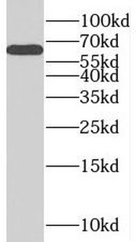RTKN Antibody
