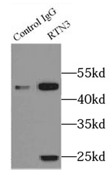 RTN3 Rabbit Polyclonal Antibody