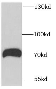 RUFY1 Rabbit Polyclonal Antibody