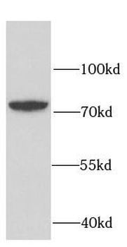 RUFY2 Rabbit Polyclonal Antibody
