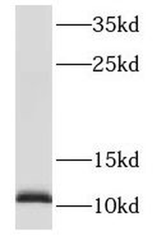S100A13 Rabbit Polyclonal Antibody