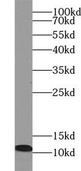 S100A8 Antibody
