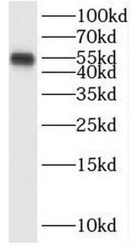 SAAL1 Antibody