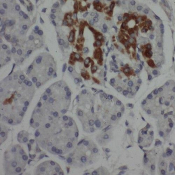SAP130 Antibody