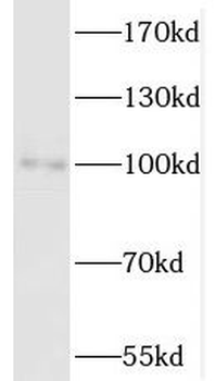 SATB1 Antibody