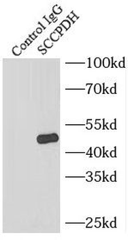 SCCPDH Rabbit Polyclonal Antibody