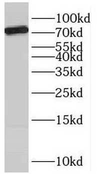 SCFD2 Rabbit Polyclonal Antibody