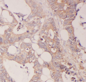 SCFD2 Rabbit Polyclonal Antibody